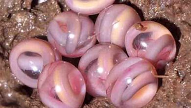 Photo of Strange images of pink ‘marbles’ are the eggs of a legless amphibian related to salamanders, experts say