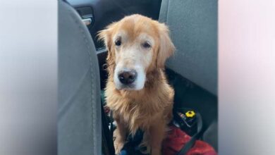 Photo of 14-year-old dog was heartbroken after being surrendered to shelter — but now she’s getting a new start