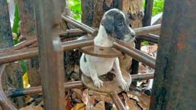 Photo of Helpless Puppy Found Stuck In The Rain, Rescued And Got Feed
