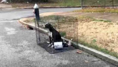 Photo of Abandoned Dog Found Sitting In A Cage On The Road, Searching With Her Sad Eyes