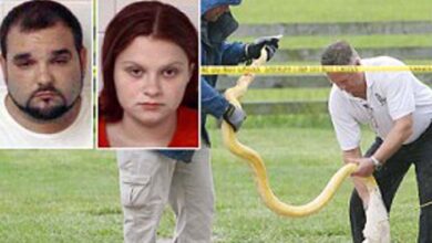Photo of Hungry eight-foot pet python kills two-year-old baby girl