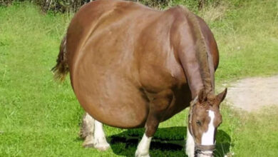 Photo of Horse Refuses To Give Birth, When The Vet Sees The Ultrasound He Calls The Police