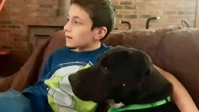 Photo of Joy, the adopted pit bull, did so much for their family!