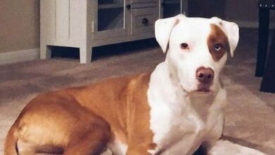 Photo of Dog Dies Suddenly After Common Mistake – Now All Dog Owners Being Warned About Hidden Danger