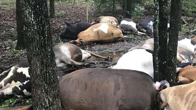 Photo of Farmer Finds Pasture Empty, Sees All 32 Dead Cows In One Big Pile