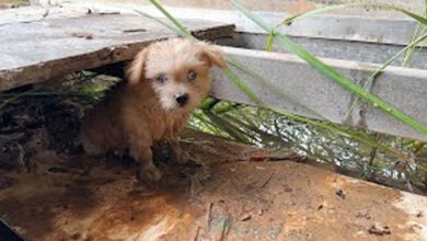 Photo of The innocent puppy did not understand why he was abandoned.Puppy want a warm home