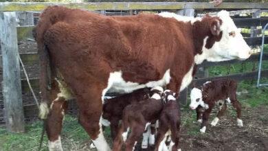 Photo of Cow defies odds and gives birth to four calves in big shock to cattle farmers