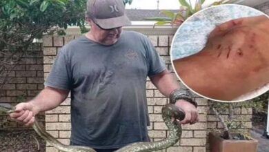Photo of Boy, 5, Rescued From Jaws Of Monster 10ft Python Trying To Swallow Him Whole