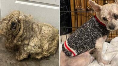 Photo of Shelter rescues neglected dog covered in three pounds of matted fur — he looks completely different after makeover