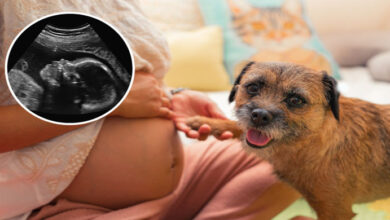 Photo of Pregnant Dog Held Secret In Her Belly, Dad Films Birth, Nearly Drops The Camera