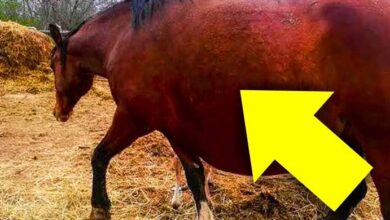 Photo of The owner couldn’t believe her eyes when she saw whom her horse gave birth to…