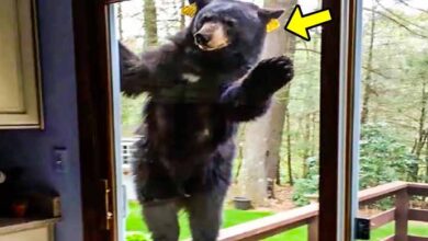 Photo of Bear Knocks At His Window Every Morning One Day He Decides To Follow Him And He Starts To Cry!