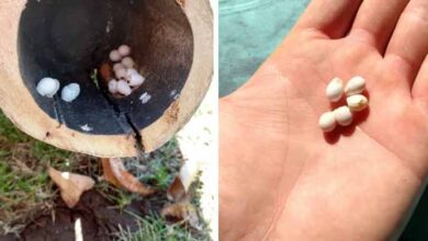 Photo of Man Pulls Strange Eggs Out Of A Log And Watches Them Hatch In The Palm Of His Hand