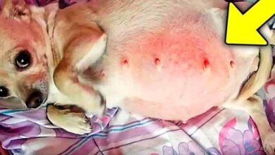 Photo of Vet Sees Dog’s Belly Growing When You Look Inside You Get Scared