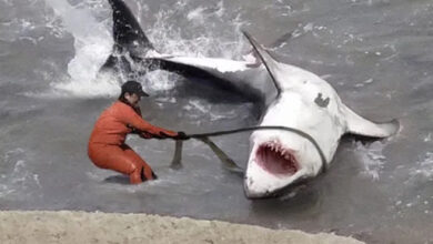 Photo of Fisherman Spot Giant Shark – You Won’t Believe What They Found Inside!