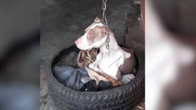 Photo of Rescue Comes Just in Time for Guard Dog Found Hanging From a Short Chain