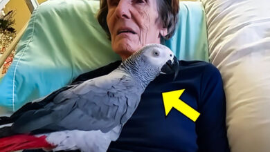 Photo of Dying Woman Says Final Goodbye To Her Parrot, But The Parrot’s Reaction Will Make You Cry