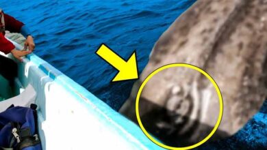 Photo of When This Woman Went on a Tour, A Whale Crashed Into Her Boat, Then Something Devastating Happened