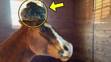 Photo of Woman Found a BIG SURPRISE on Her Horse’s Head, You Won’t Believe What Happened Next!