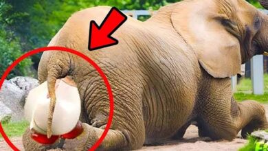 Photo of The Elephant Was Giving Birth, But When They Saw What It Was Giving Birth To, Everyone Screamed