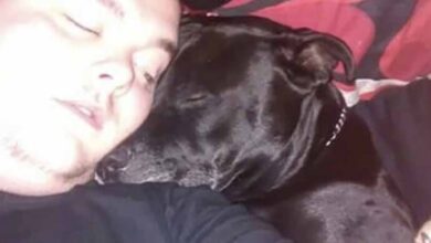 Photo of Man decides to take his own life – then he realizes what’s in his dog’s mouth