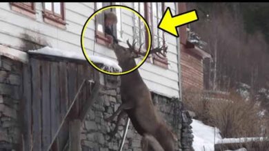 Photo of Every Morning a Wild Deer Knocks on 81-Year-Old Woman’s Window, The Reason is Heart-melting