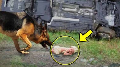 Photo of Dog Finds Newborn Baby After Car Crash & Takes Her to the Forest, Then the UNIMAGINABLE Happens
