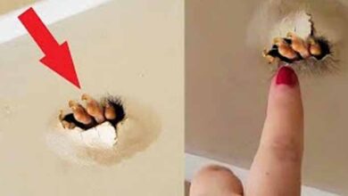Photo of The Girl Discovered Something Bizarre in the Ceiling and poked it, She Shouldn’t have done it