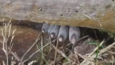 Photo of The appearance of the fungus ‘Dead Man’s Fingers’ is unsettling