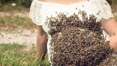 Photo of This Mom’s Pregnant Belly Is Swarmed By 40,000 Bees, What Happened To Her Baby Is Unbelievable