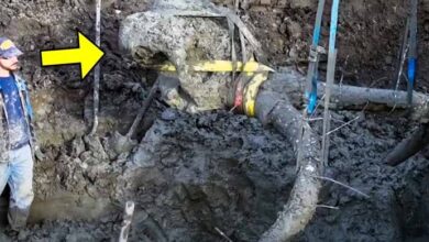 Photo of A Farmer in Michigan Was Digging in a Field When He Unearthed Something Shocking