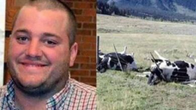 Photo of Farmer And 16 Cows Found Dead, Cause Of Death Finally Discovered