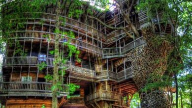 Photo of Man Spend 14 Years To Build The Largest Tree House In The World, But Wait Till You See Inside