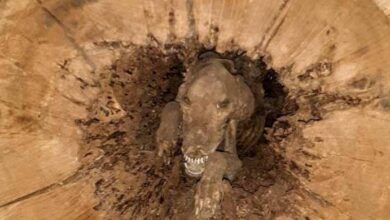 Photo of Loggers Cut Open A Tree, And Found A Body Of A Dog Locked There For 60 Years