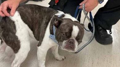 Photo of Woman couldn’t get her French bulldog on a plane — so she abandoned it at the airport, police say