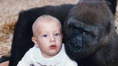 Photo of Girl Meets Gorillas She Was Raised With After 12 Years, Then Something Heartbreaking Happens!