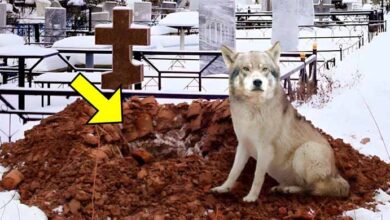 Photo of After The Funeral, The Angry Wolf Suddenly Started Digging The Grave, Then They Heard Something From Coffin