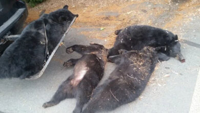 Photo of Officials Now Know What Happened To 4 Dead Bears Found Outside Church