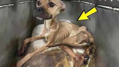 Photo of This Dog Almost Died And Everyone Walked Passed It, Until One Person Stopped & Did THIS!
