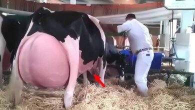 Photo of The Farmer Couldn’t Stop Screaming When He Saw Whom His Cow Had Birthed