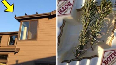 Photo of Man Fed Crows For Years, Then One Day They Gave Him a Gift That Made Him Cry