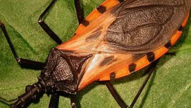 Photo of These Deadly Insects Attack Victims At Night, Killing Them Quietly Or Leaving Them With A Lifelong Infection