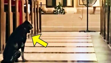 Photo of Dog Refuses To Leave The Church, Then The Priest Checks The Camera And Sees The Unthinkable