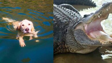 Photo of 74-Year-Old Woman From Florida Fights Off Alligator To Save Her Dog