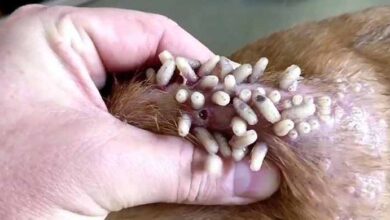 Photo of Symptoms, Causes, and Treatments of Mango Worms in Dogs