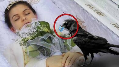 Photo of During The Funeral, the Raven Perched on the Girl’s Coffin.. Then Something Unbelievable Happened