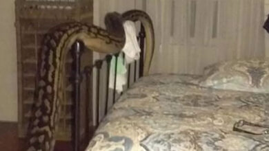 Photo of When She Woke Up She Got Surprise To See A 5 Metres Snake Aside Her Bed.. Where He Came From? You All Should Be Carefull At Home