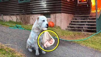 Photo of The Dog Carried a Baby Out of a Burning House And Cried For Help, What Happened Next is Shocking