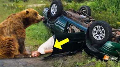 Photo of This Man Had an Life-threatening Accident, Then a Bear Saw Him and Did The Unthinkable!