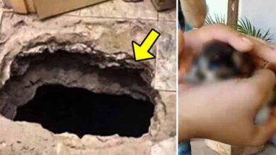 Photo of Something Was Crying Underground, When They Dug Up The Floor, They Screamed in Horror